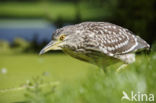 Night Heron (Nycticorax nycticorax)