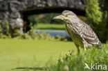 Night Heron (Nycticorax nycticorax)