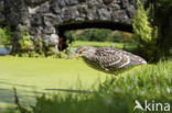 Night Heron (Nycticorax nycticorax)