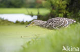 Night Heron (Nycticorax nycticorax)