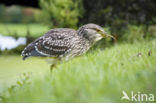 Night Heron (Nycticorax nycticorax)