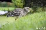 Kwak (Nycticorax nycticorax)