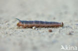 Lime Hawk-moth (Mimas tiliae)