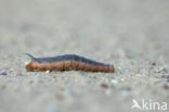 Lime Hawk-moth (Mimas tiliae)