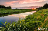 Bulrush (Typha)