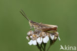 Locomotiefje (Chorthippus apricarius)