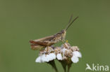 Locomotiefje (Chorthippus apricarius)