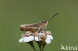Upland Field Grasshopper (Chorthippus apricarius)
