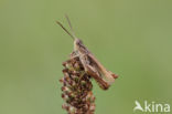 Upland Field Grasshopper (Chorthippus apricarius)