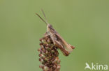 Locomotiefje (Chorthippus apricarius)