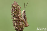 Upland Field Grasshopper (Chorthippus apricarius)