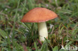 Weeping bolete (Suillus granulatus)