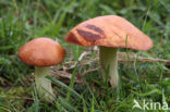 Weeping bolete (Suillus granulatus)