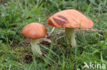 Weeping bolete (Suillus granulatus)