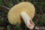 Weeping bolete (Suillus granulatus)