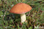 Weeping bolete (Suillus granulatus)