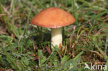 Weeping bolete (Suillus granulatus)