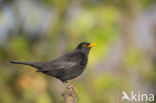 Merel (Turdus merula)