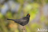 Merel (Turdus merula)