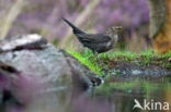 Merel (Turdus merula)