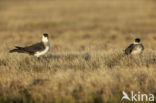 Middelste Jager (Stercorarius pomarinus)