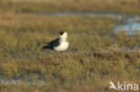 Middelste Jager (Stercorarius pomarinus)