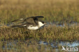 Middelste Jager (Stercorarius pomarinus)