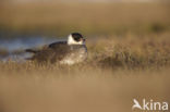 Middelste Jager (Stercorarius pomarinus)