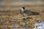 Middelste Jager (Stercorarius pomarinus)