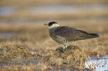 Middelste Jager (Stercorarius pomarinus)