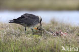 Middelste Jager (Stercorarius pomarinus)