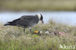 Middelste Jager (Stercorarius pomarinus)