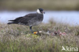 Middelste Jager (Stercorarius pomarinus)