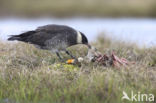 Middelste Jager (Stercorarius pomarinus)