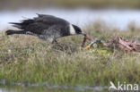 Middelste Jager (Stercorarius pomarinus)