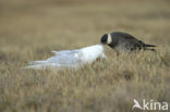 Middelste Jager (Stercorarius pomarinus)