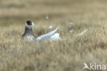 Middelste Jager (Stercorarius pomarinus)