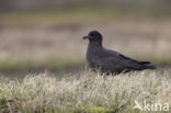 Middelste Jager (Stercorarius pomarinus)