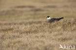 Middelste Jager (Stercorarius pomarinus)