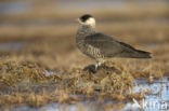 Middelste Jager (Stercorarius pomarinus)