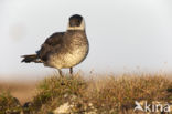 Middelste Jager (Stercorarius pomarinus)