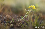 Greater Birdsfoot-trefoil (Lotus pedunculatus)