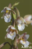 Moeraswespenorchis (Epipactis palustris)