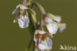 Moeraswespenorchis (Epipactis palustris)