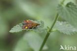 Mint Moth (Pyrausta aurata)