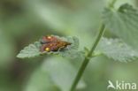 Muntvlinder (Pyrausta aurata)