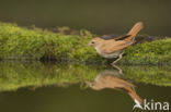 Common Nightingale (Luscinia megarhynchos)