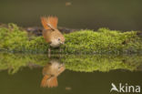 Common Nightingale (Luscinia megarhynchos)