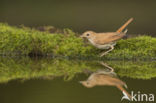 Common Nightingale (Luscinia megarhynchos)