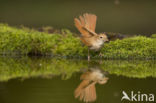 Common Nightingale (Luscinia megarhynchos)